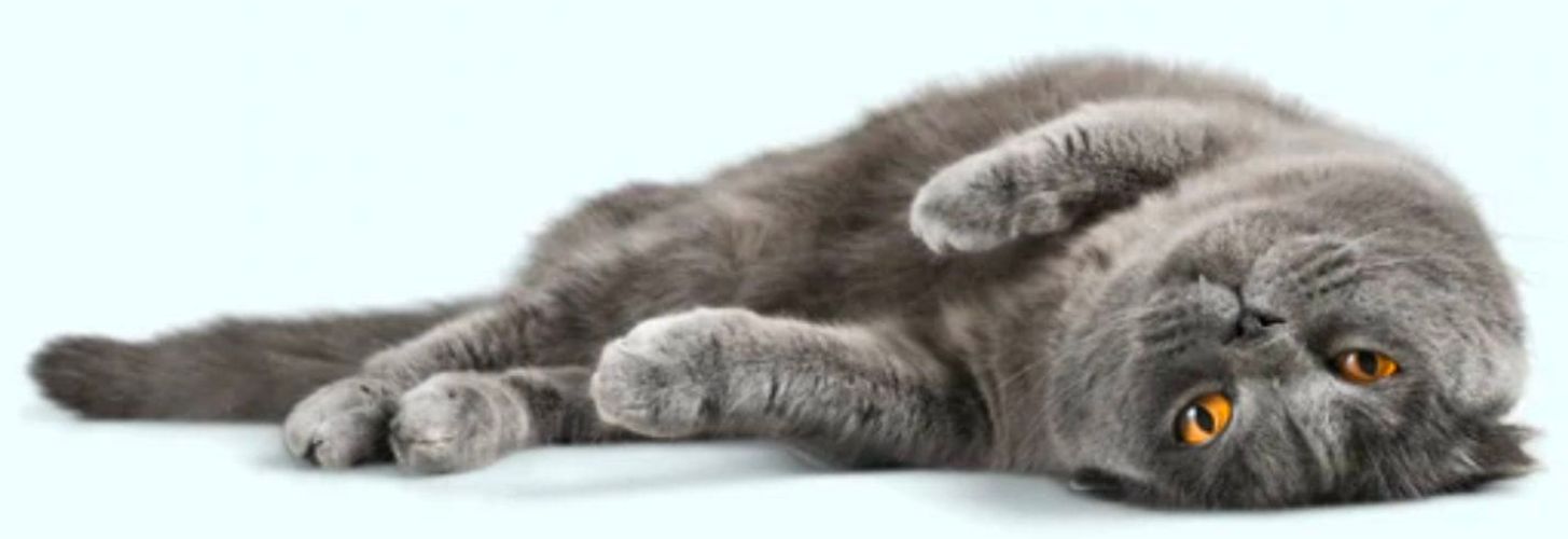 10 Easy Enrichment Ideas for Cats