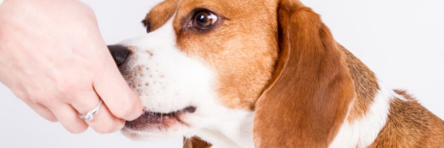 11 Essential Vitamins for Dogs Recommended by Vets — Dog fed vitamins from owner's hand