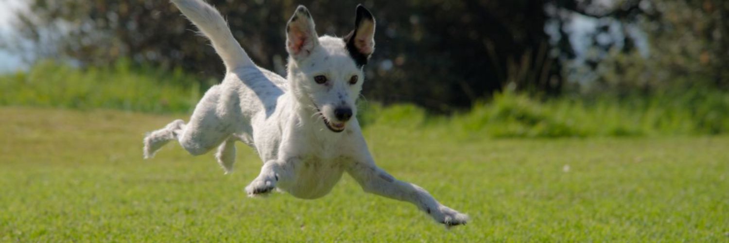 3 Important Dog Hip and Joint Supplement Ingredients — White and black dog jumping in the air