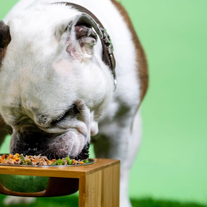 Best Dog Vitamins For Homemade Dog Food - Bulldog eating homemade food out of a food dish