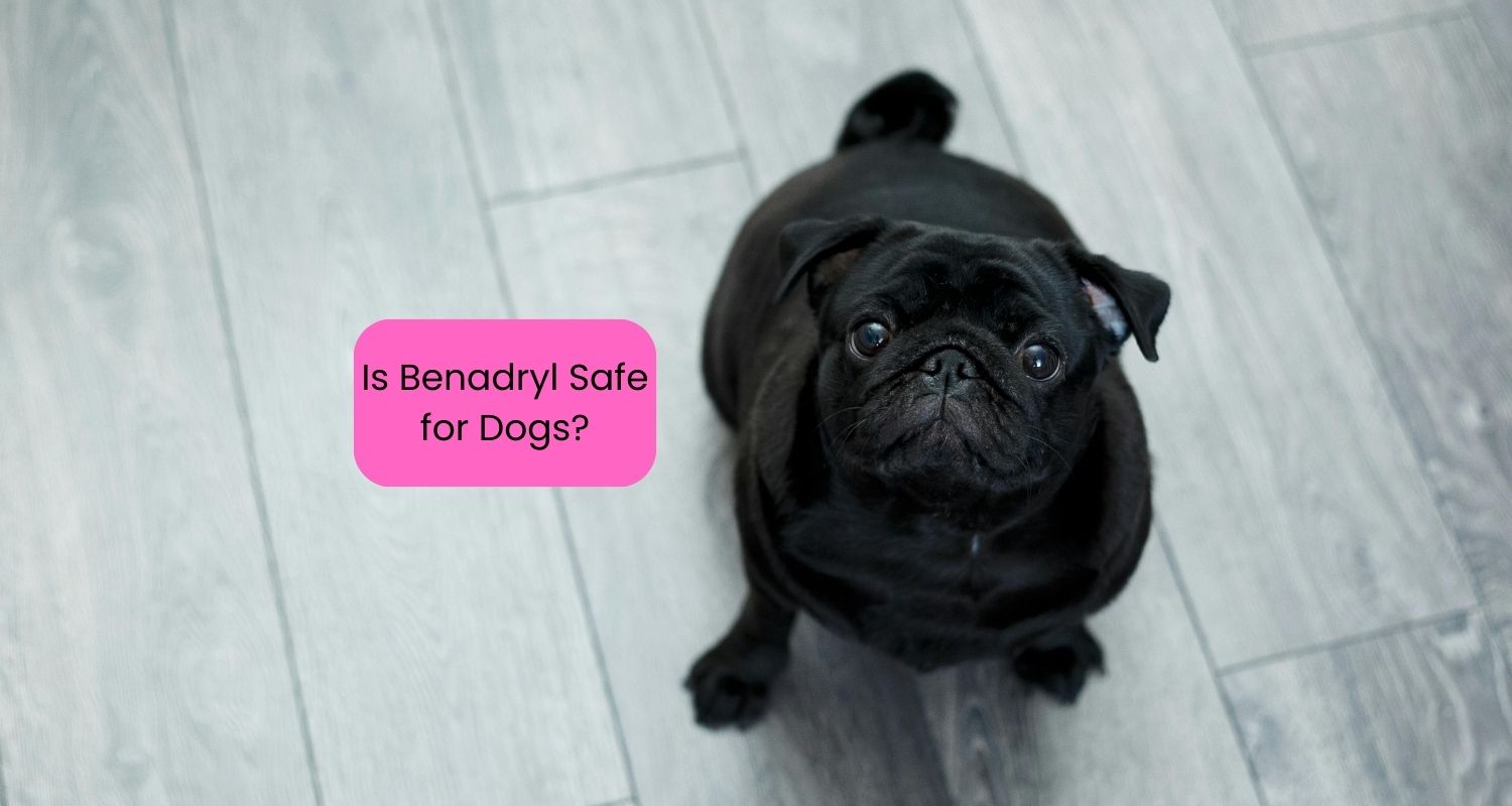 Black pug sitting on the floor looking right at the camera - Is Benadryl Safe for Dogs?