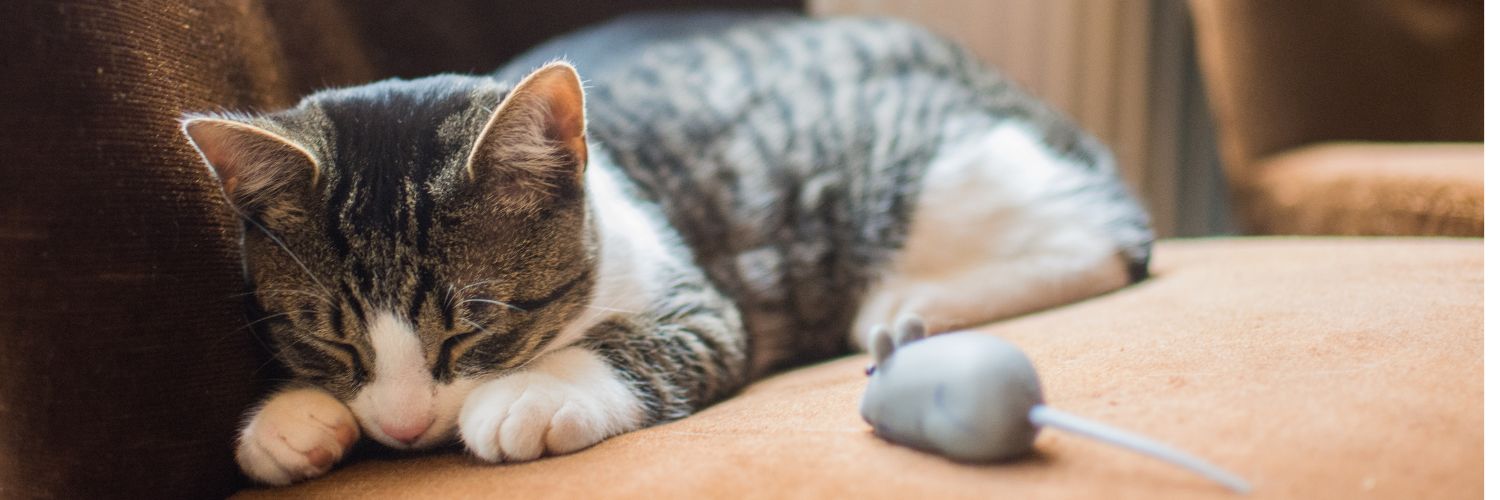 Kitten laying down sleeping with toy mouse by it