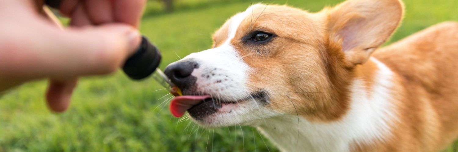 Dog licking the liquid dropper with Wild Alaskan Salmon Oil in it