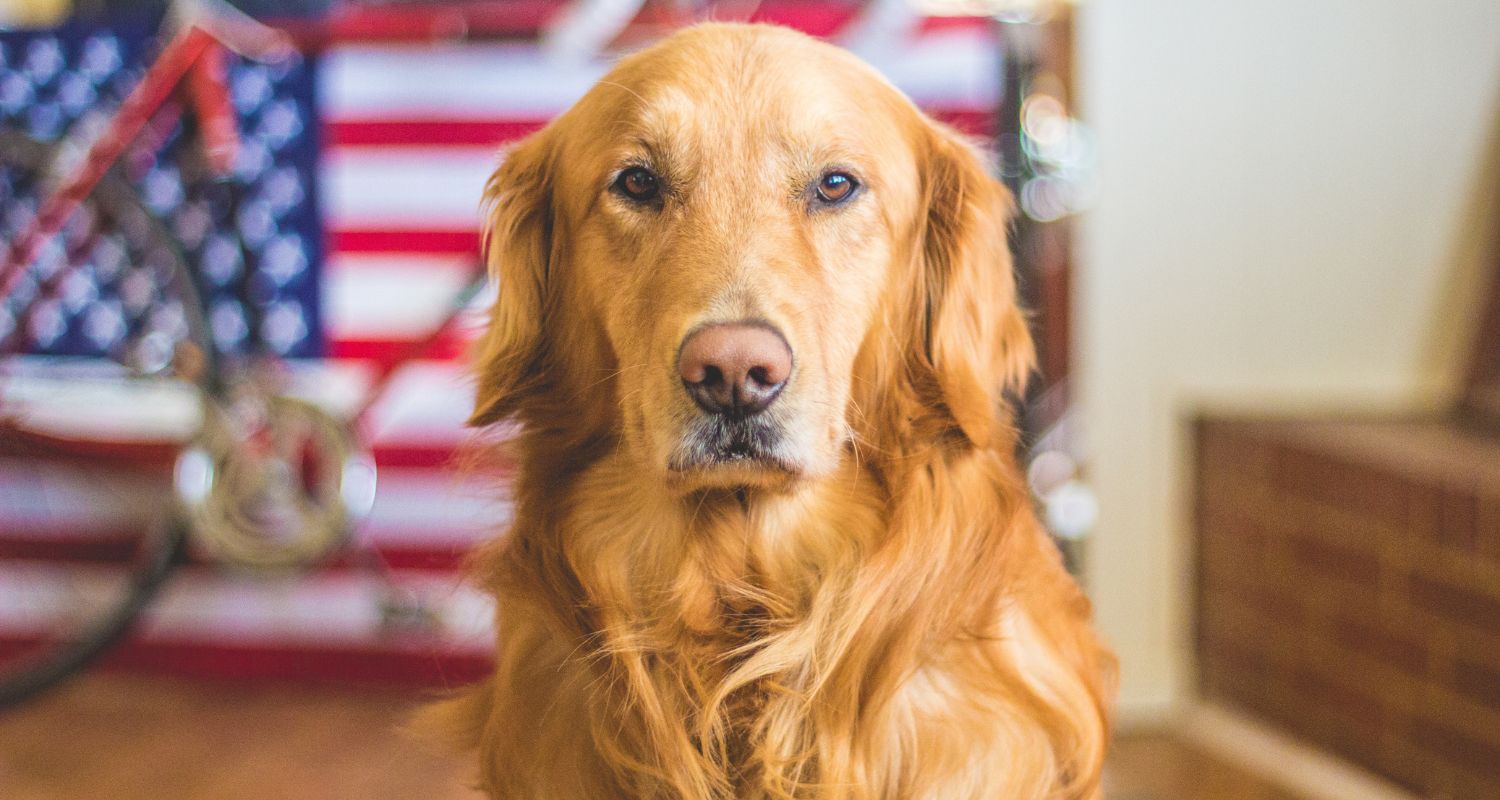 Dog looking straight into the camera and American flag in the background