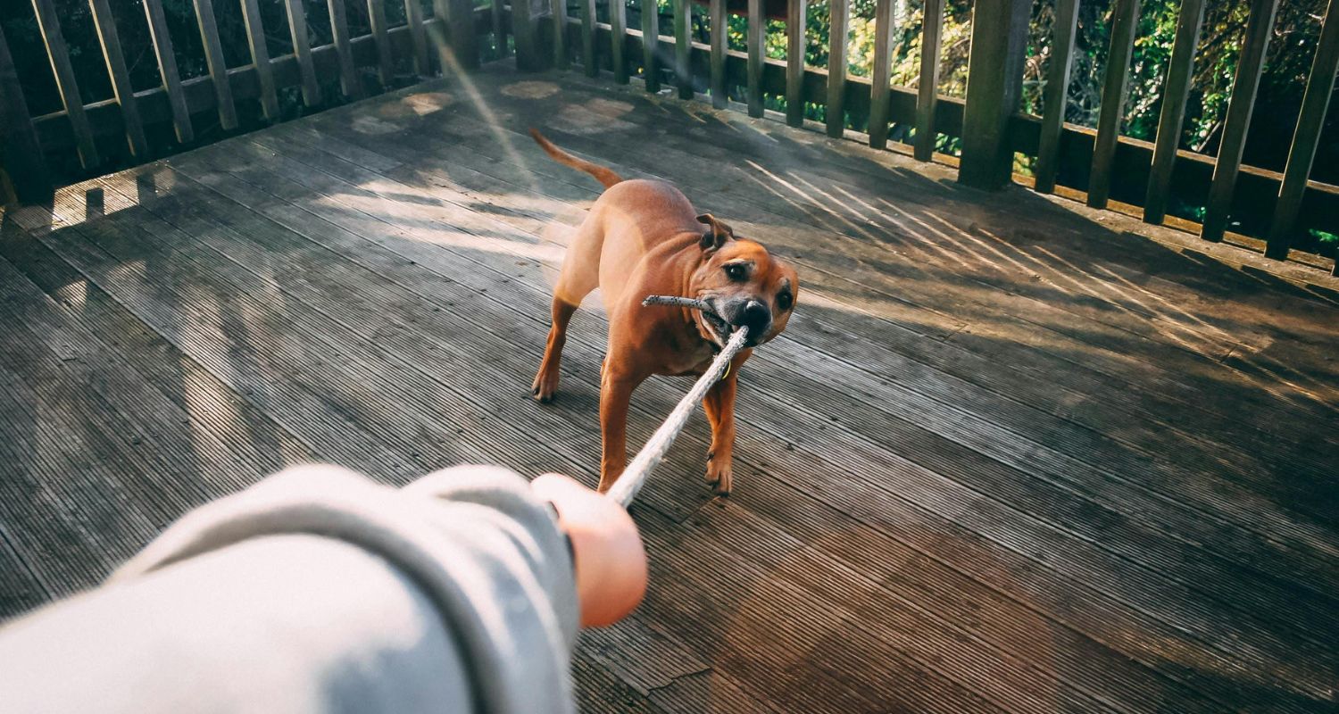 Dog tugging on an end of the rope with a human tugging on the other end - Best Supplements for Arthritis in Senior Dogs