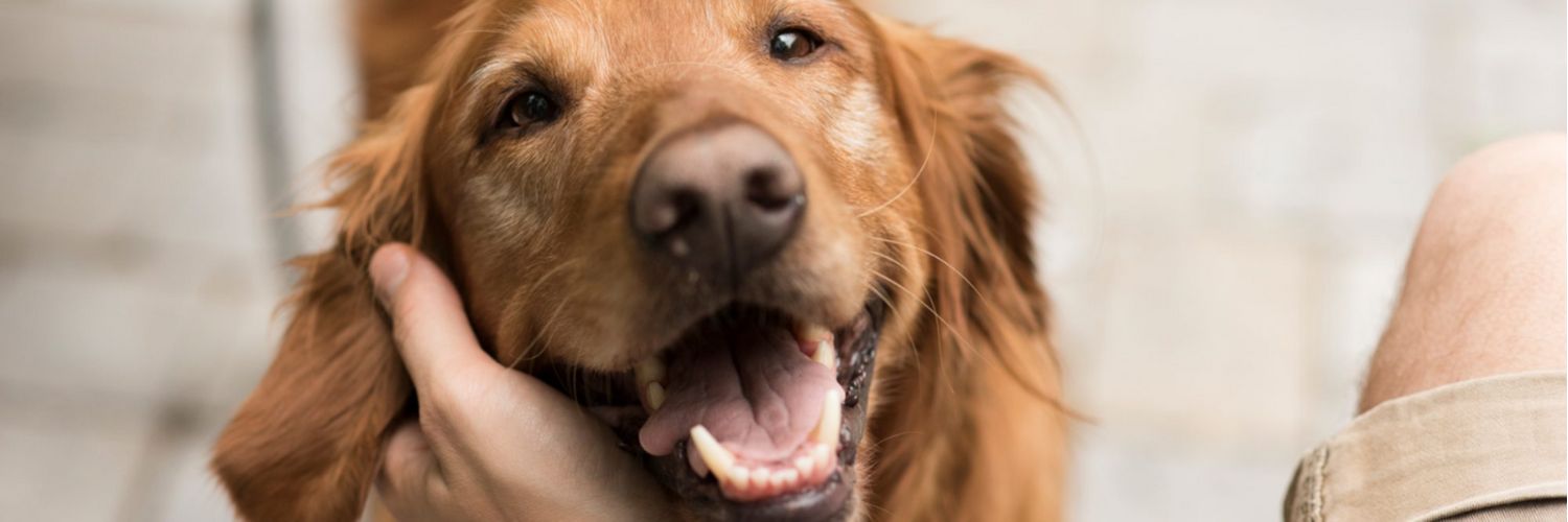 Dog with mouth open looking happy while getting rubs from the owner