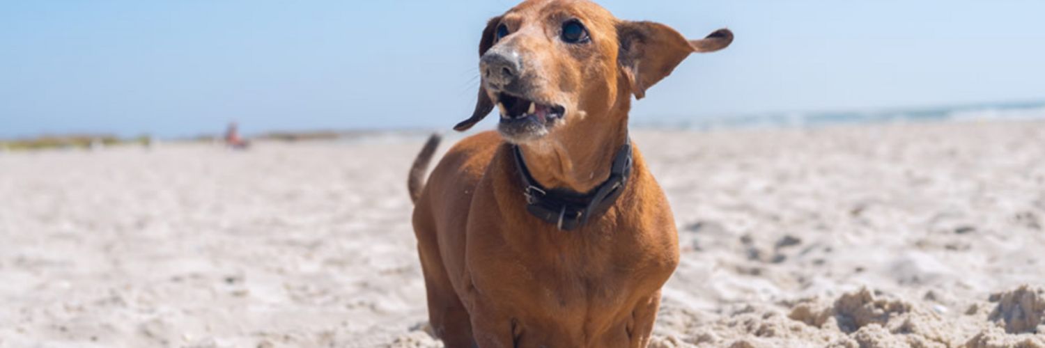 Dog with shiny coat on the beach with mouth open and ears flapping