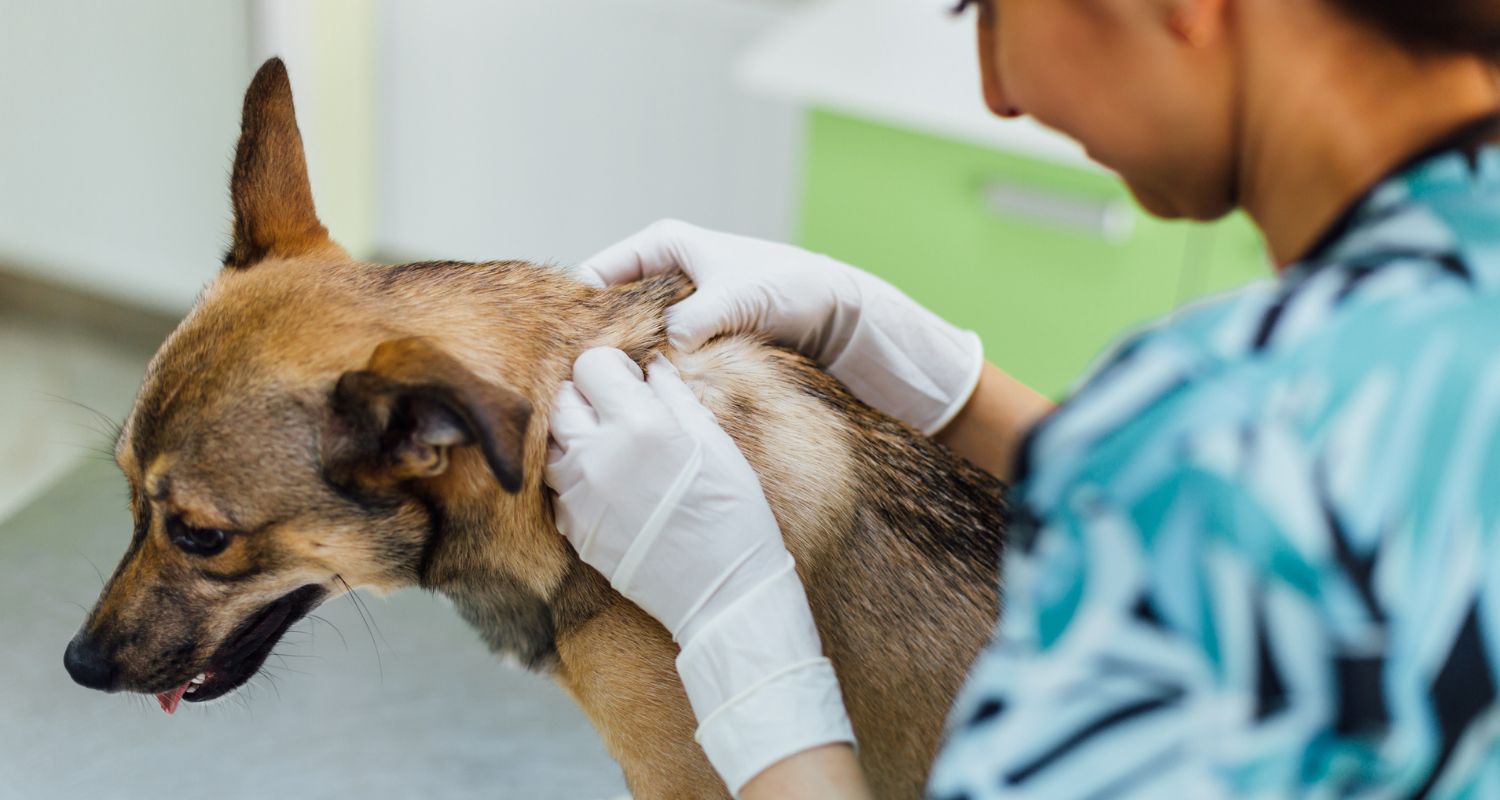 Intro to Pet Dermatology 102: Management of Common Skin Issues - Vet looking at Dogs skin