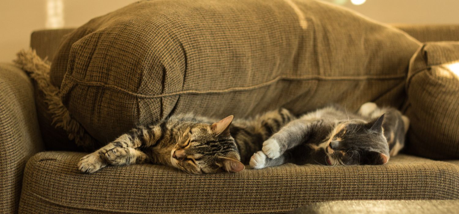 Two cats sleeping on a couch
