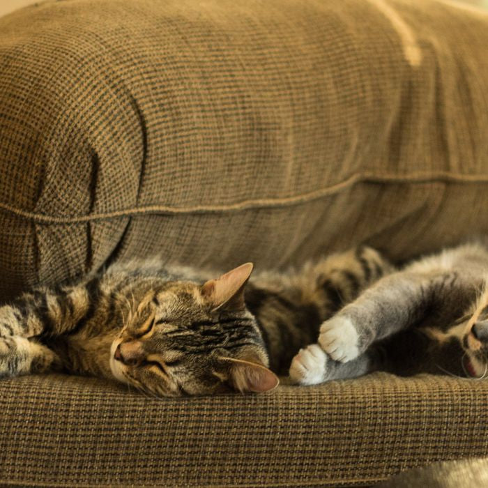 Two cats sleeping on a couch