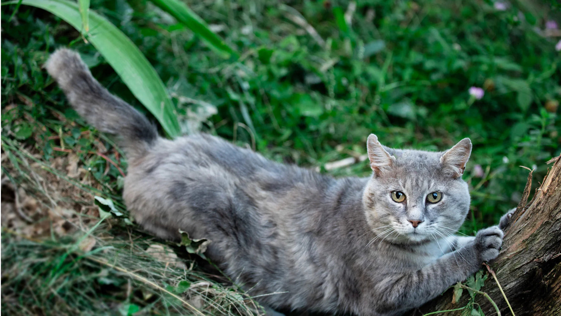 Is glucosamine safe for cats? Senior cat sitting near tree