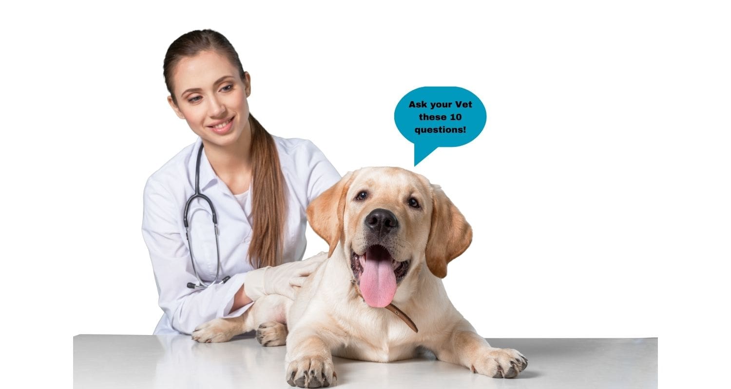 Veterinarian looking at dog laying on table with tongue out — Ten Questions Your Vet Wishes You Would Ask