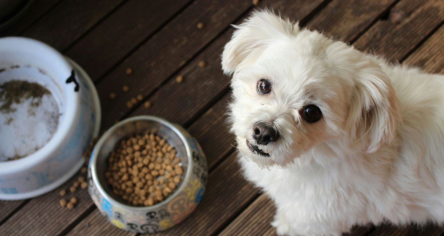 What Can I Add to My Dog's Kibble Every Day? - Dog looking up with dog food in a bowl next to them