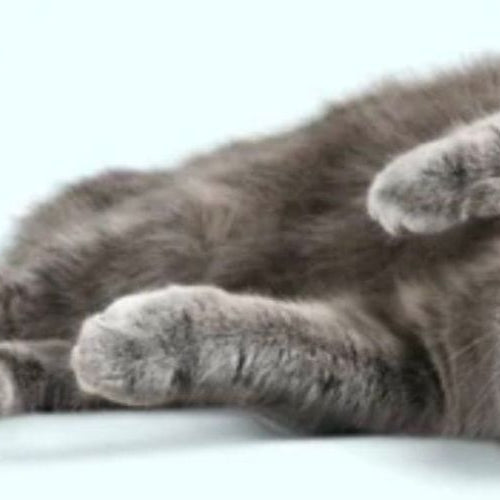 10 Easy Enrichment Ideas for Cats
