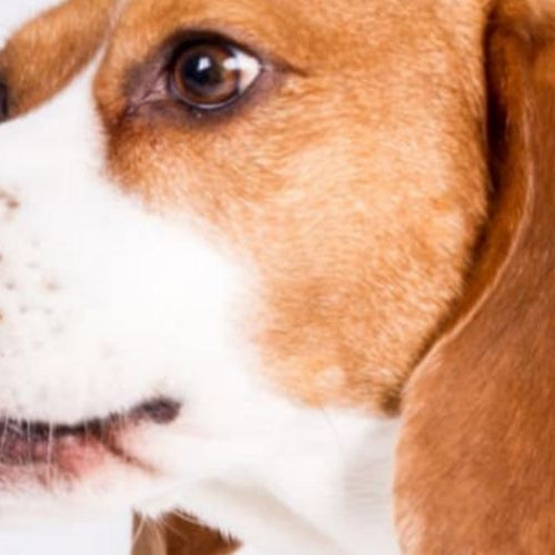 11 Essential Vitamins for Dogs Recommended by Vets — Dog fed vitamins from owner's hand