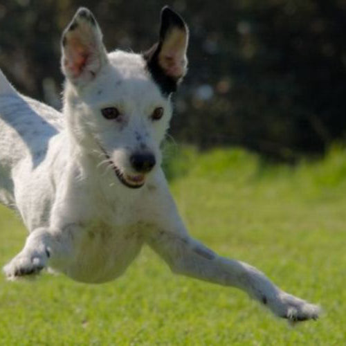 3 Important Dog Hip and Joint Supplement Ingredients — White and black dog jumping in the air