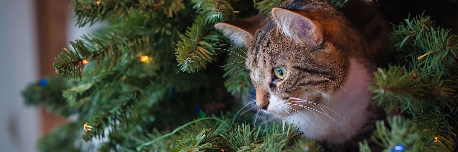 6 Ways to Pet-Proof Your Home for the Holidays — Cat sitting in a Christmas tree