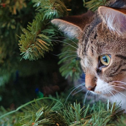 6 Ways to Pet-Proof Your Home for the Holidays — Cat sitting in a Christmas tree