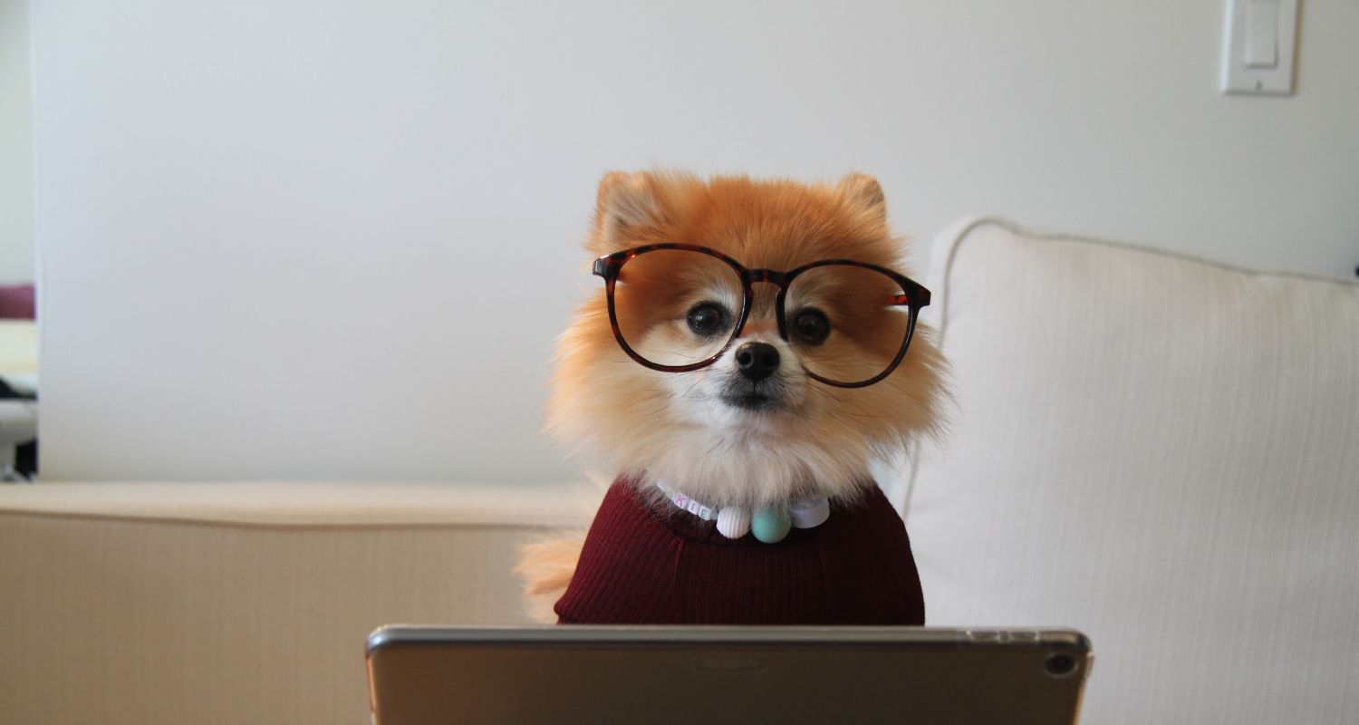 Are Dog Vitamins Worth It? Small dog with glasses on looking at a computer