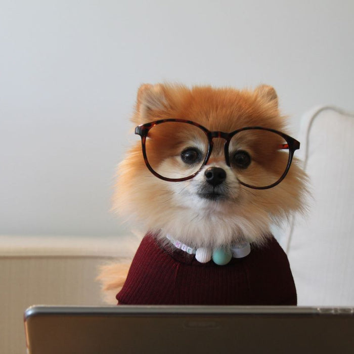 Are Dog Vitamins Worth It? Small dog with glasses on looking at a computer