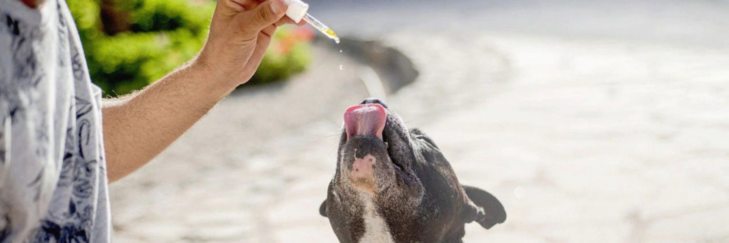 Are Vitamins Safe for Dogs? 3 Facts You Should Read Today - Dog licking up liquid vitamins from a dropper
