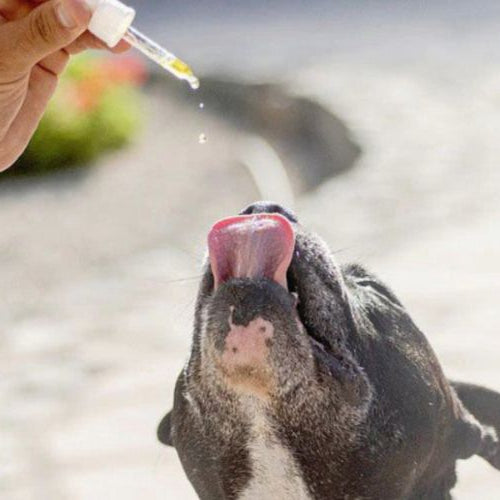 Are Vitamins Safe for Dogs? 3 Facts You Should Read Today - Dog licking up liquid vitamins from a dropper