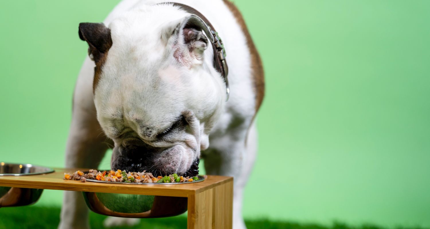 Best Dog Vitamins For Homemade Dog Food - Bulldog eating homemade food out of a food dish