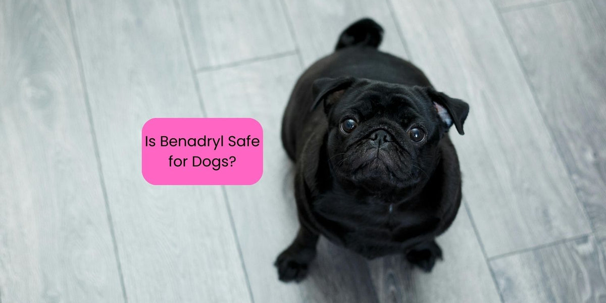 Benadryl for dogs sleep store