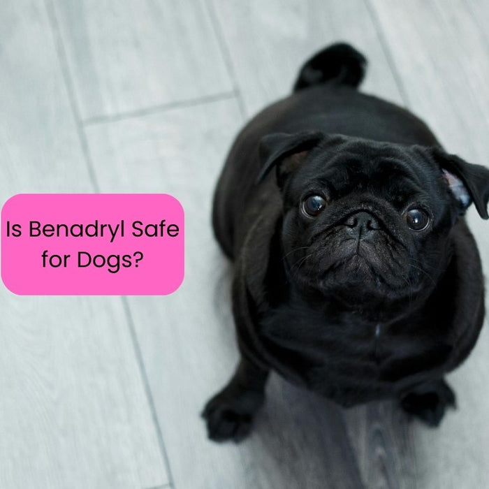 Black pug sitting on the floor looking right at the camera - Is Benadryl Safe for Dogs?