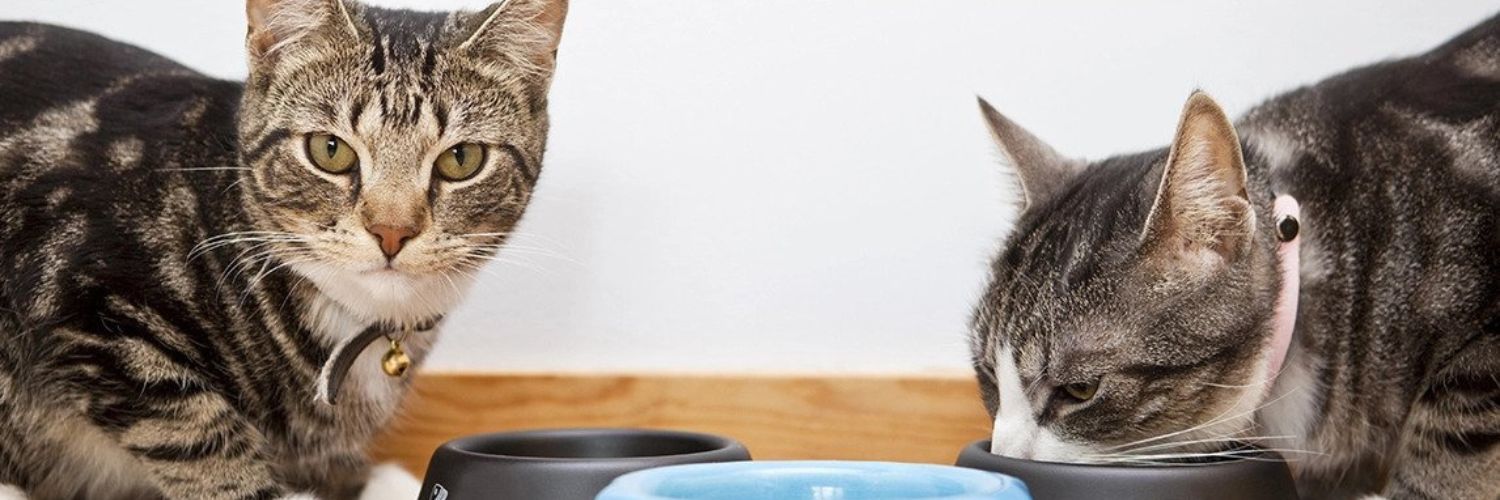 Can I Give Glucosamine to My Cat? — One cat looking at the camera and another cat eating food out of a bowl