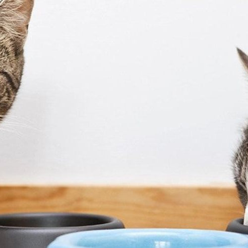 Can I Give Glucosamine to My Cat? — One cat looking at the camera and another cat eating food out of a bowl