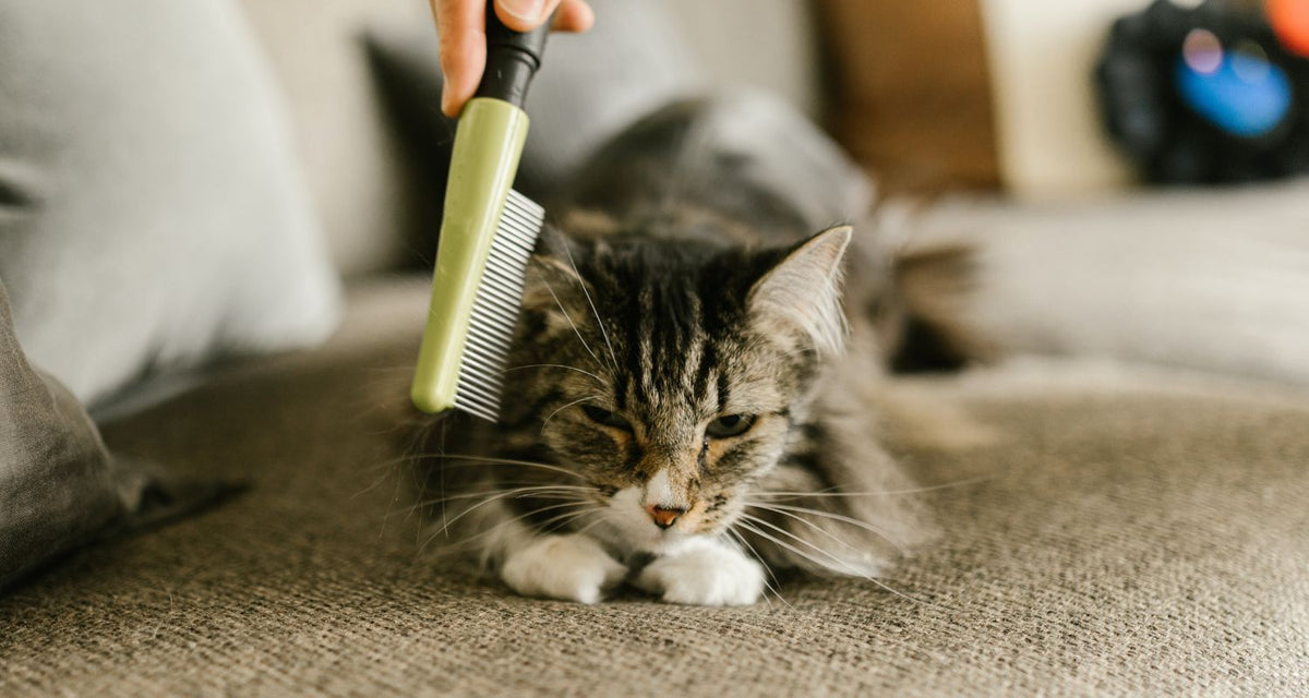 Cat Shedding 101 Managing Your Cat's Shedding Issues — Paramount Pet