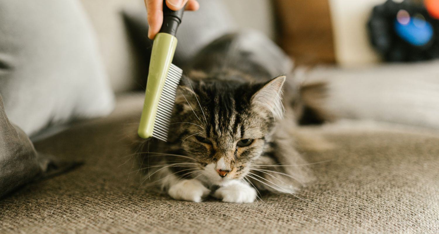 Cat Shedding 101 — Cat laying down with human combing its hair with a brush