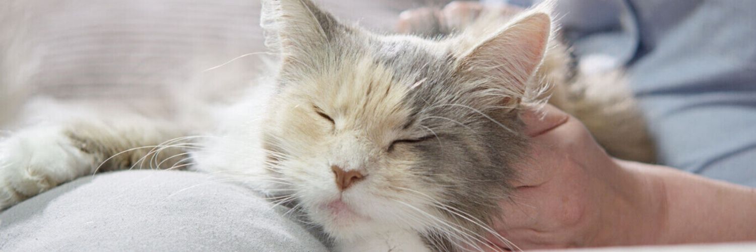 Cat getting scratched by owner with their eyes closed — Cat Arthritis: Symptoms and Treatment Options