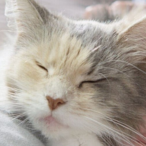 Cat getting scratched by owner with their eyes closed — Cat Arthritis: Symptoms and Treatment Options