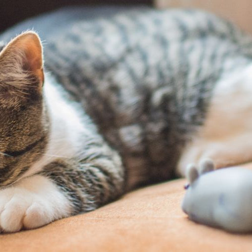 Kitten laying down sleeping with toy mouse by it
