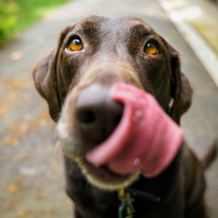 Your Guide to Glucosamine for Dogs and Cats: Boosting Joint Health