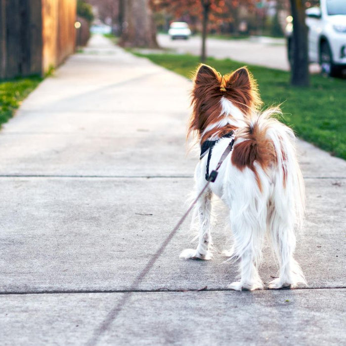 Dog walking on the pavement with a leash on 