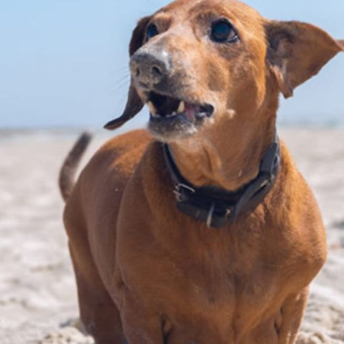 Dog with shiny coat on the beach with mouth open and ears flapping
