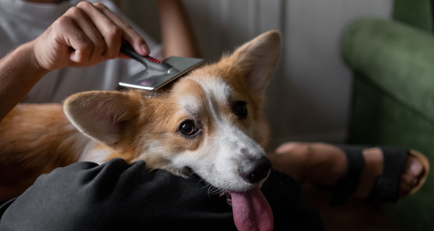 Dog with tongue out getting brushed by person