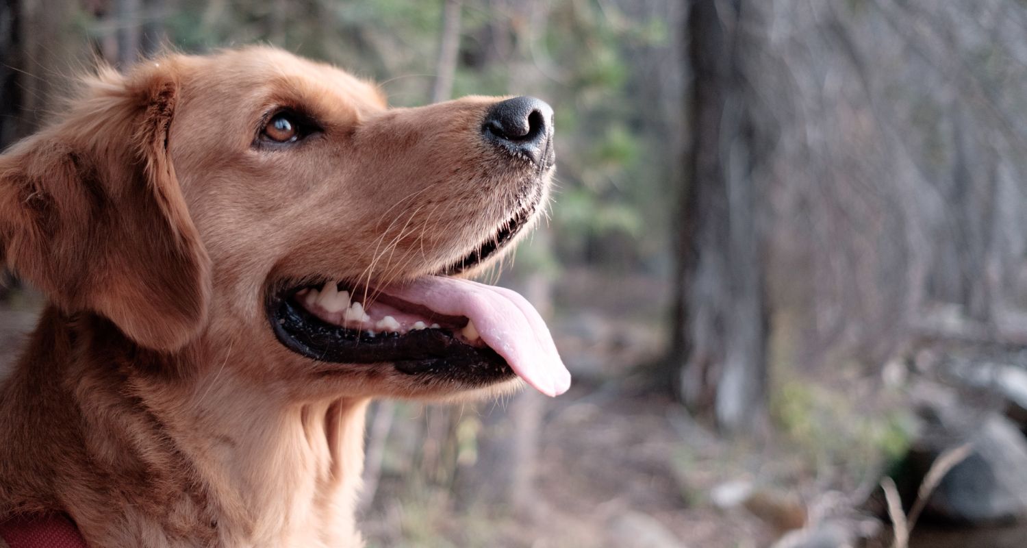 Vitamin C for Dogs: The Juicy Details - Dog with tongue out in the forest looking up at the sky