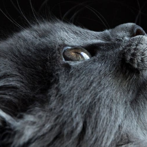 Gray cat looking up with black background