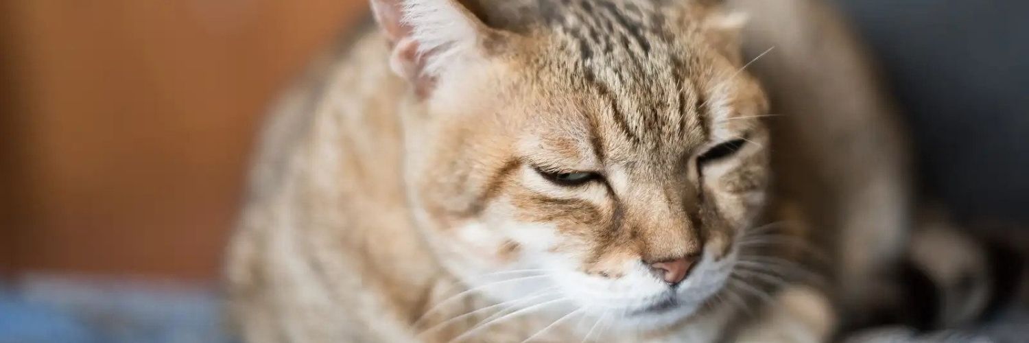 How to Care For Your Aging Cat: Senior Cat Care — Senior Cat laying down with eyes closed