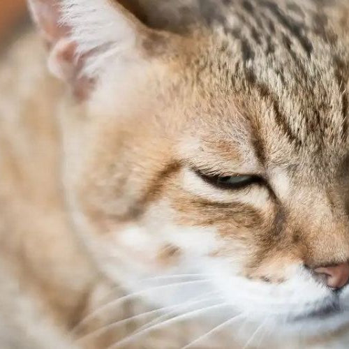 How to Care For Your Aging Cat: Senior Cat Care — Senior Cat laying down with eyes closed