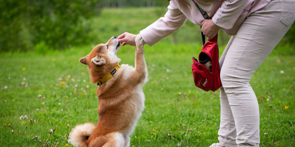 Can Dogs Take Human Vitamins Paramount Pet Health