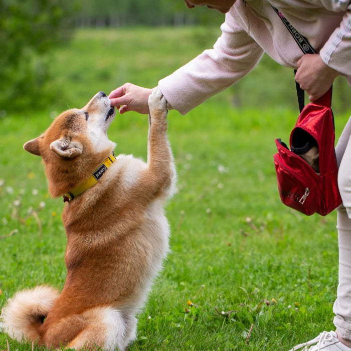 Human giving a Shiba Inu a vitamin with the paw on the human - What Human Vitamins Can I Give My Dog