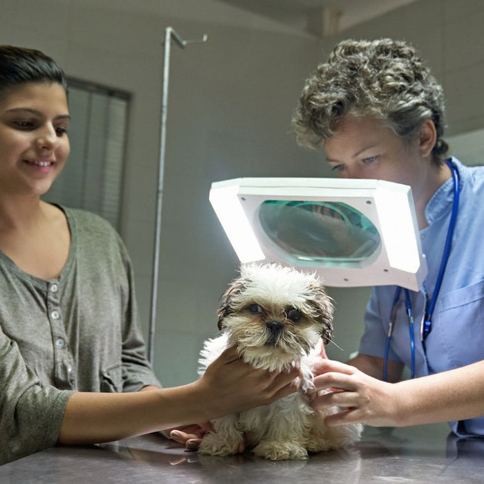 Intro to Pet Dermatology 101: Common Skin Conditions - Vet looking at a dog's skin through a magnifying lamp with owner by side