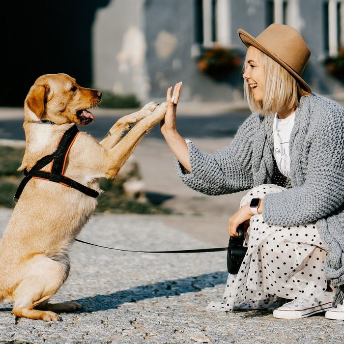 Dog and Woman giving each other high five (or high paw) on the street