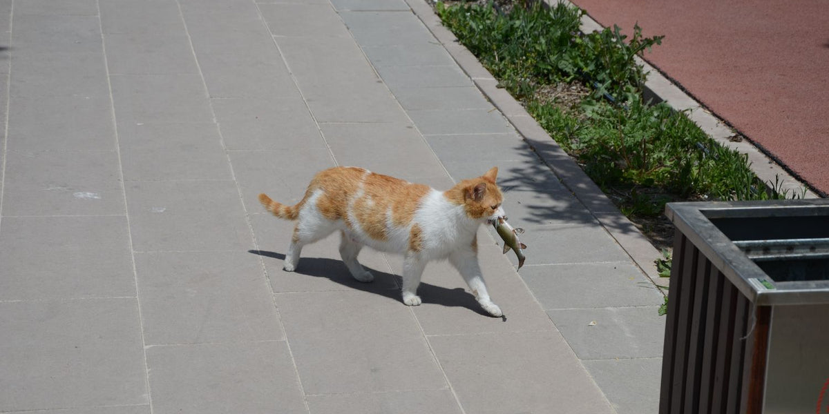 Is Fish Oil Safe for Cats Paramount Pet Health