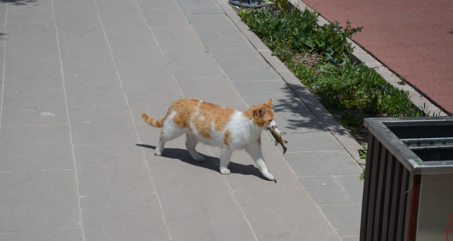 Is Fish Oil Safe for Cats? - Cat with fish in mouth walking outside on sidewalk